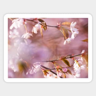 Cherry Blossom Sticker